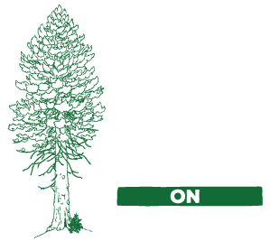 Big Old Tree On Skyline