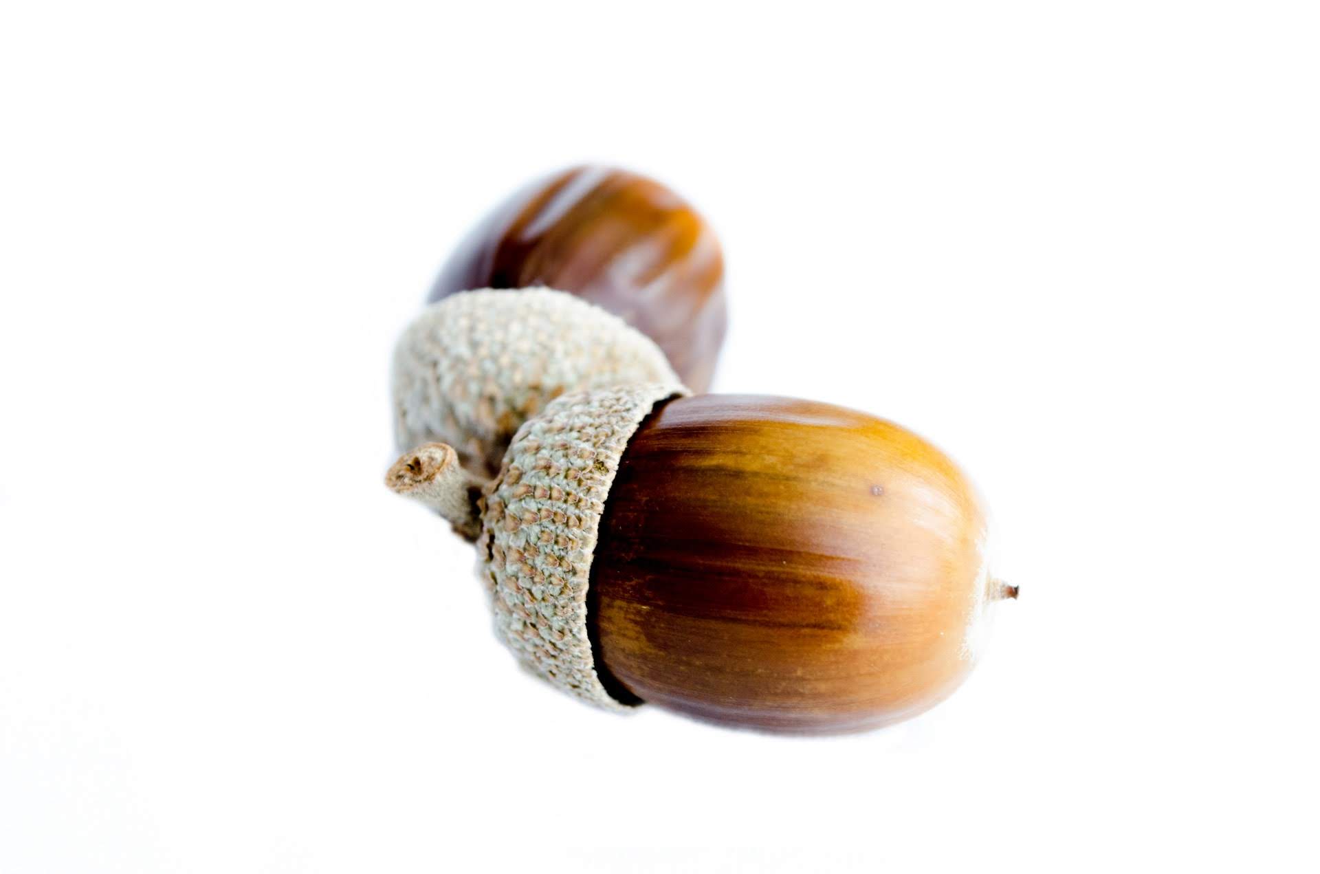 two-acorns-on-a-white-background